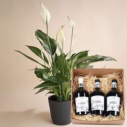 Spathiphyllum