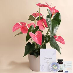 Anthurium rose