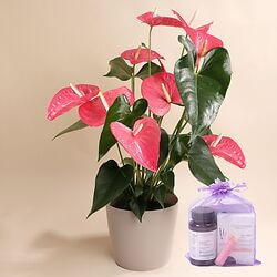 Anthurium rose Anthurium rose