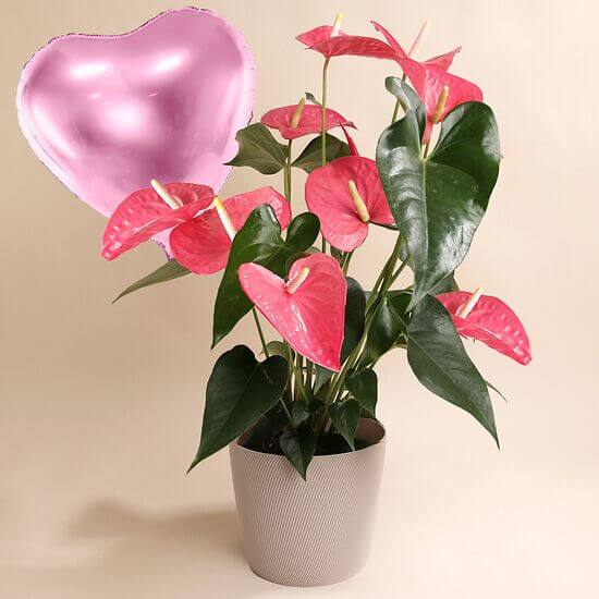 Pink Anthurium