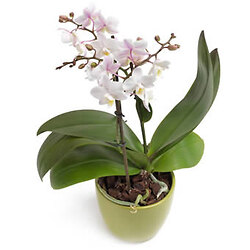 Bouquet Felicità pura