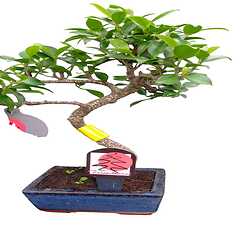 Bouquet Blue Horizon