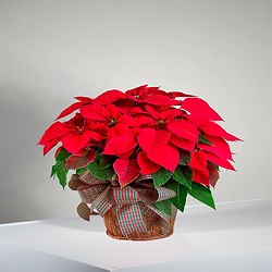 Bouquet Délice des sens