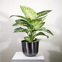 Bouquet Magie florale