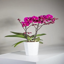 Bouquet Meilleures pensées