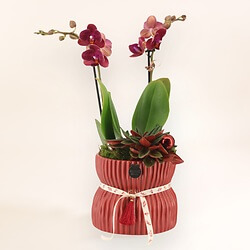 Weihnachtsorchidee Weihnachtsorchidee