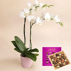 Bouquet White Orchid 