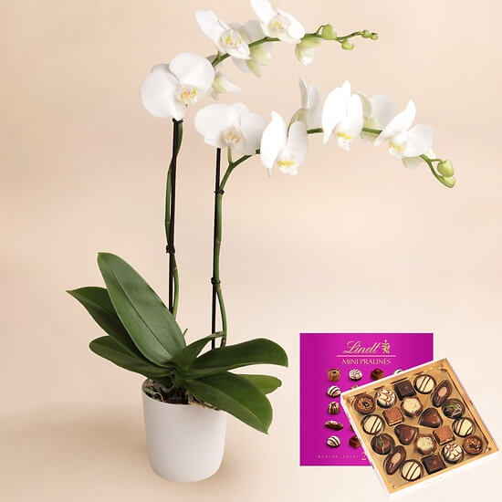 Weiße Orchidee  – Blumenlieferung Schweiz