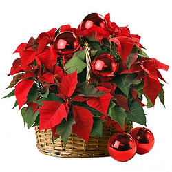 Bouquet Alba di sole