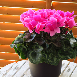 Bouquet Songe fleuri