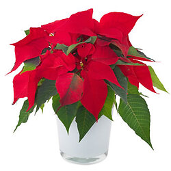 Strauss Zarte Erinnerung