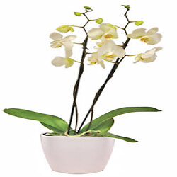 Bouquet Charme discret