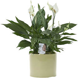 Bouquet Plaisir floral