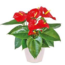 Bouquet Parfum du bonheur