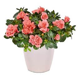 Bouquet Clair de joie