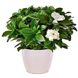 Bouquet Symphonie florale