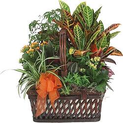 Bouquet Tendre affection