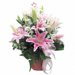 Bouquet Shooting Star