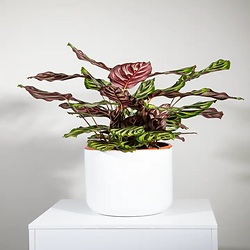 Bouquet Instant de tendresse