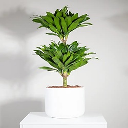 Bouquet Reflets de joie