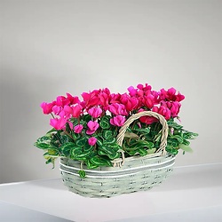 Bouquet Douceur infinie