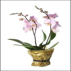 Bouquet Couleurs du bonheur