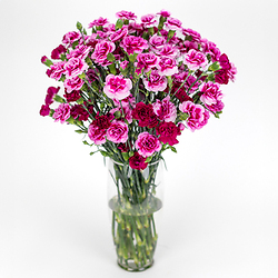 Bouquet Beautiful Carnations