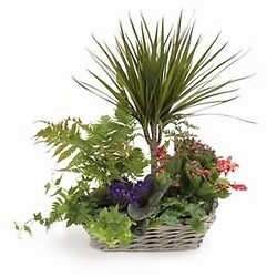 Strauss Licht der Freude