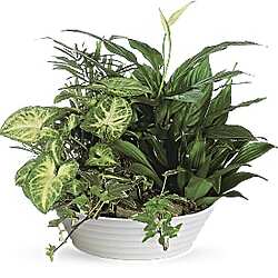 Bouquet Medium Dish Garden