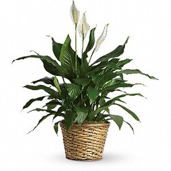 Bouquet Simply Elegant Spathiphyllum (Peace Lily) - Medium