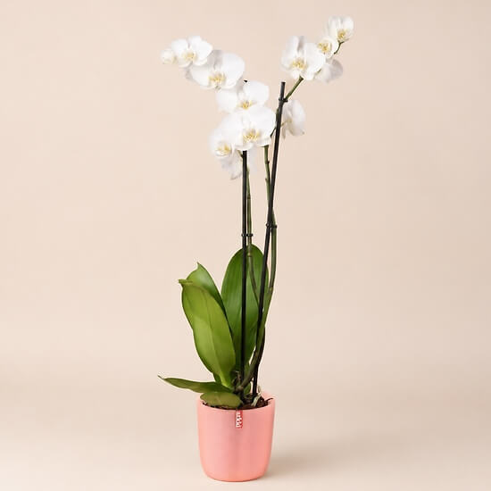 Orchid and Sorbet plant pot