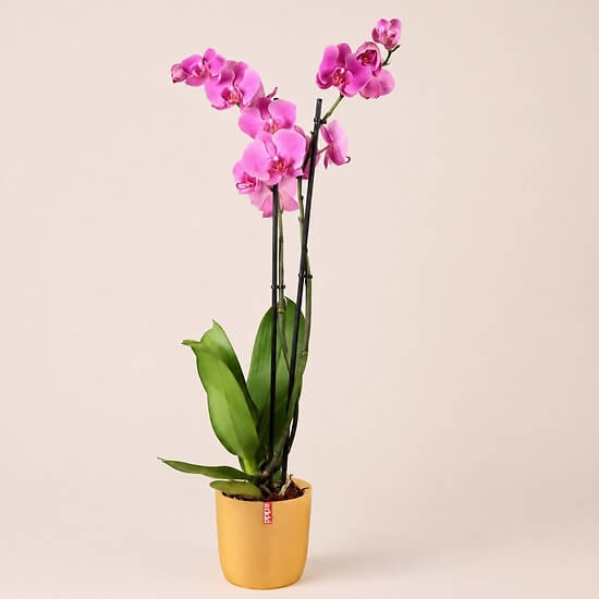 Orchid and Lemonade plant pot