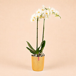 Bouquet White orchid
