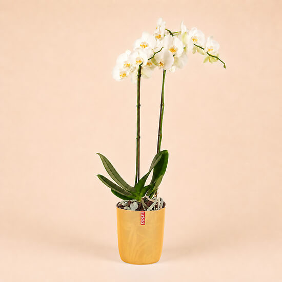 Orchidée blanche