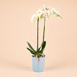 Bouquet White orchid