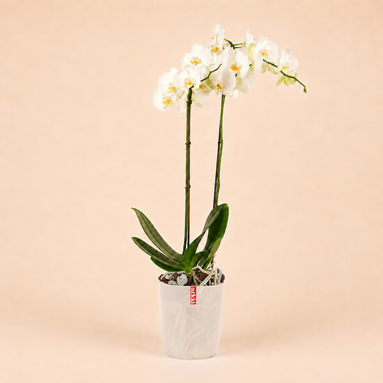 Weisse Orchidee