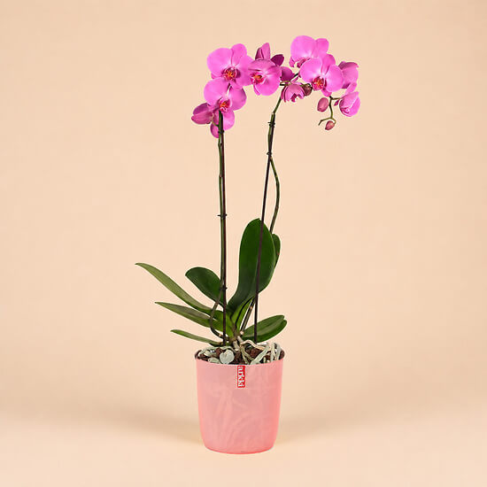 Rosa Orchidee