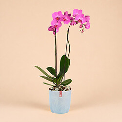 Bouquet Pink orchid