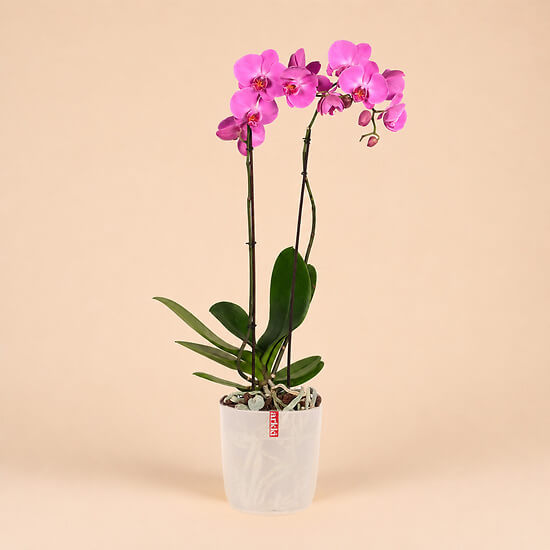 Rosa Orchidee