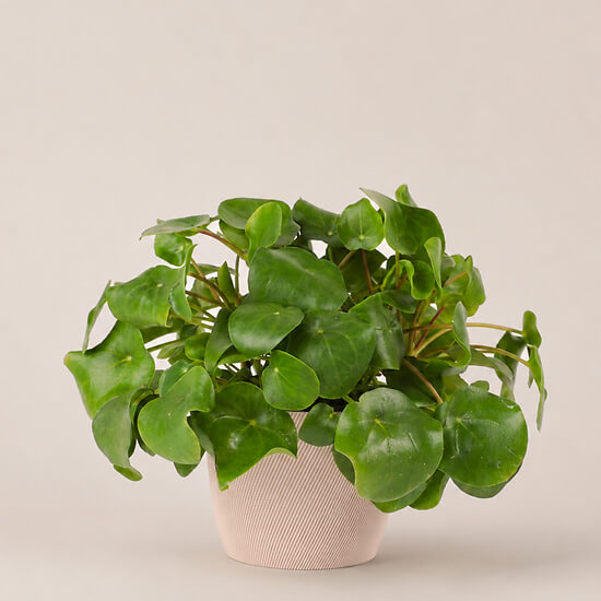 Pilea